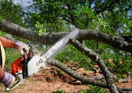 Best Tree and Shrub Care  in Central Park, WA