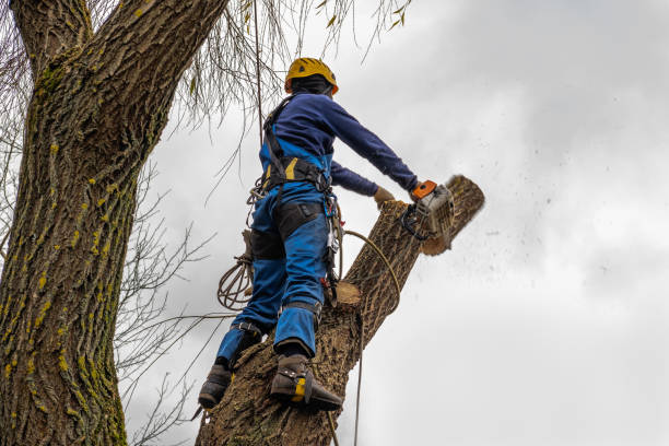 Best Seasonal Cleanup (Spring/Fall)  in Central Park, WA