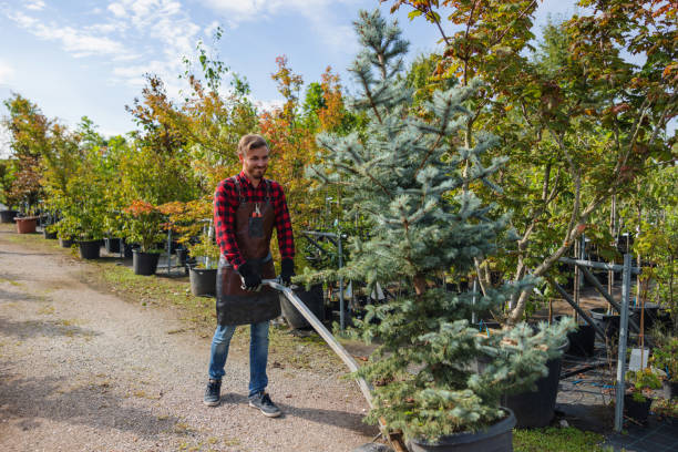 Central Park, WA  Tree Services Company