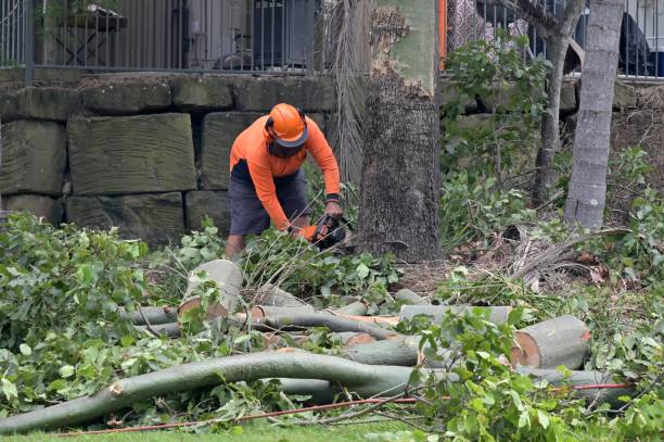 Best Emergency Tree Removal  in Central Park, WA