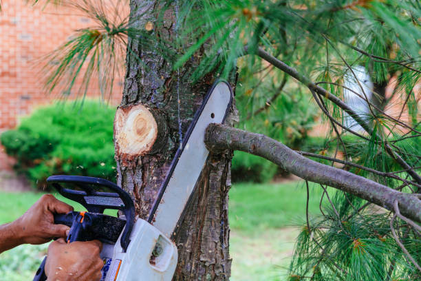 Why Choose Our Tree Removal Services in Central Park, WA?